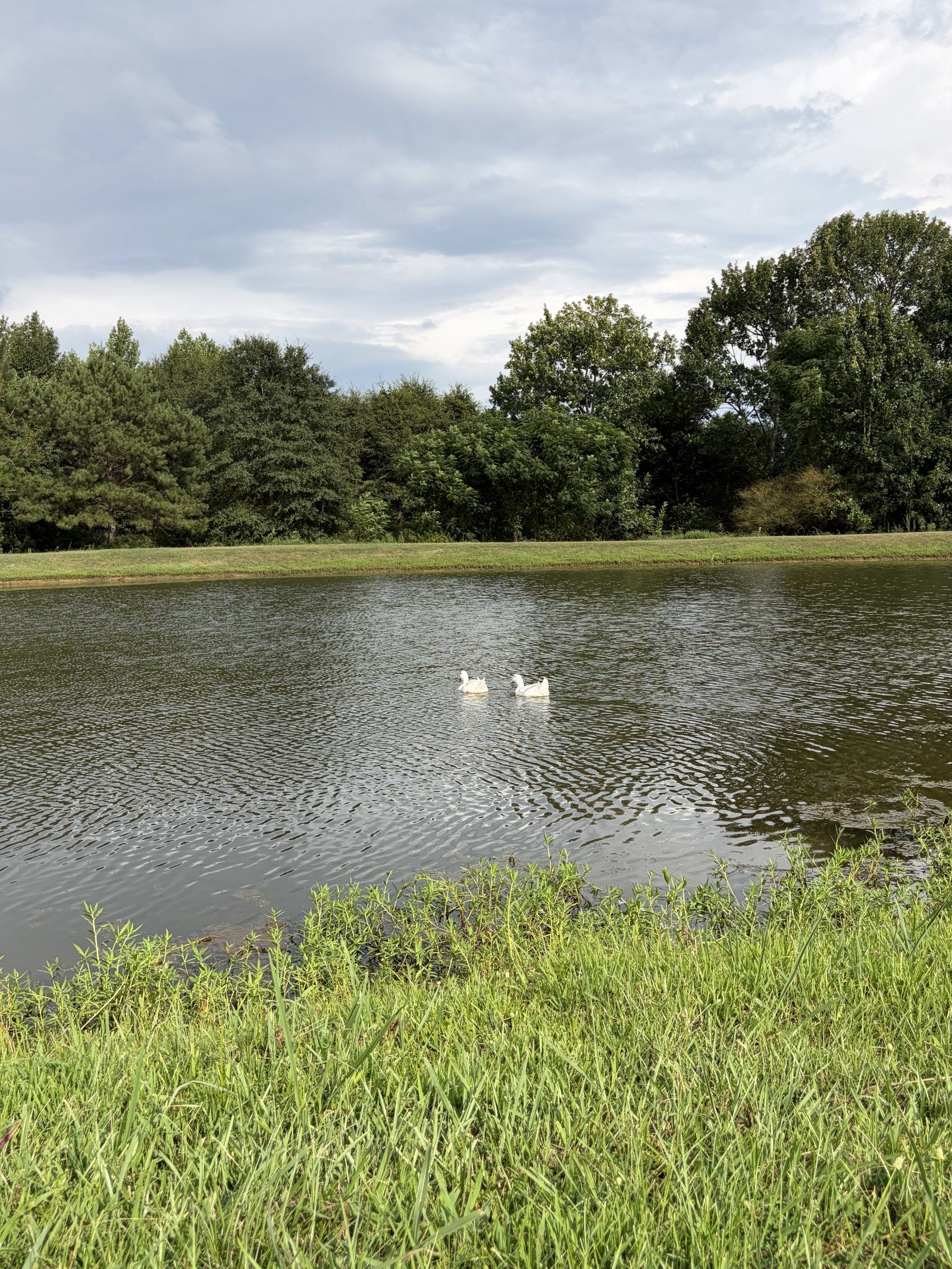 Ducks on the stocked fishing pond at Honeysuckle Farm RV Park off I-16 Exit 49 in Dublin, GA